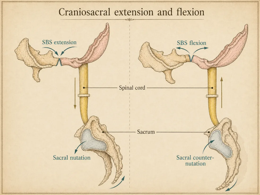 Kallon fleksio ja ekstensio